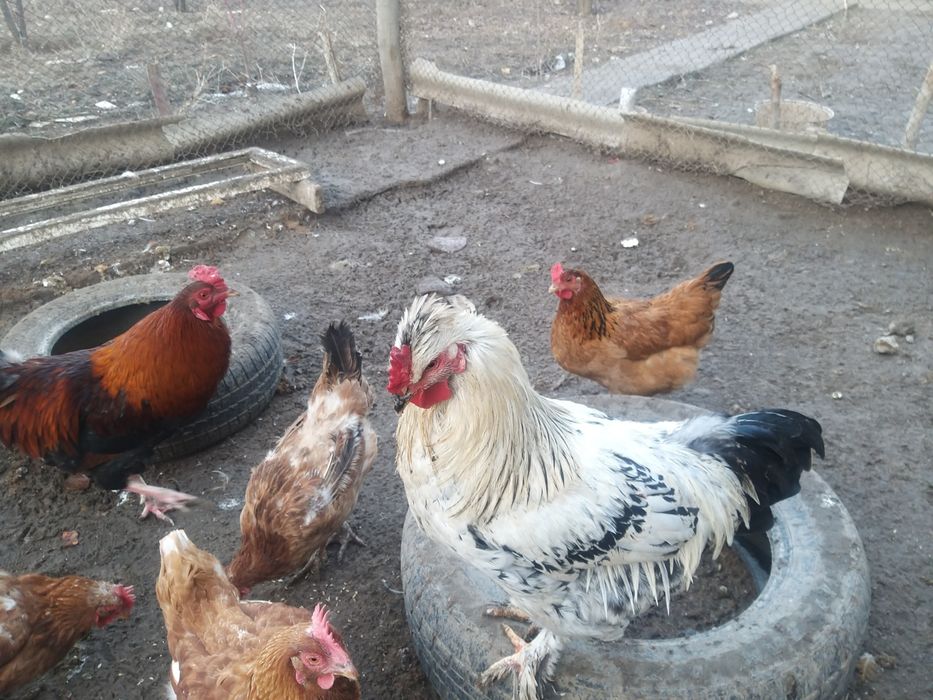 продаётся молодые петухи