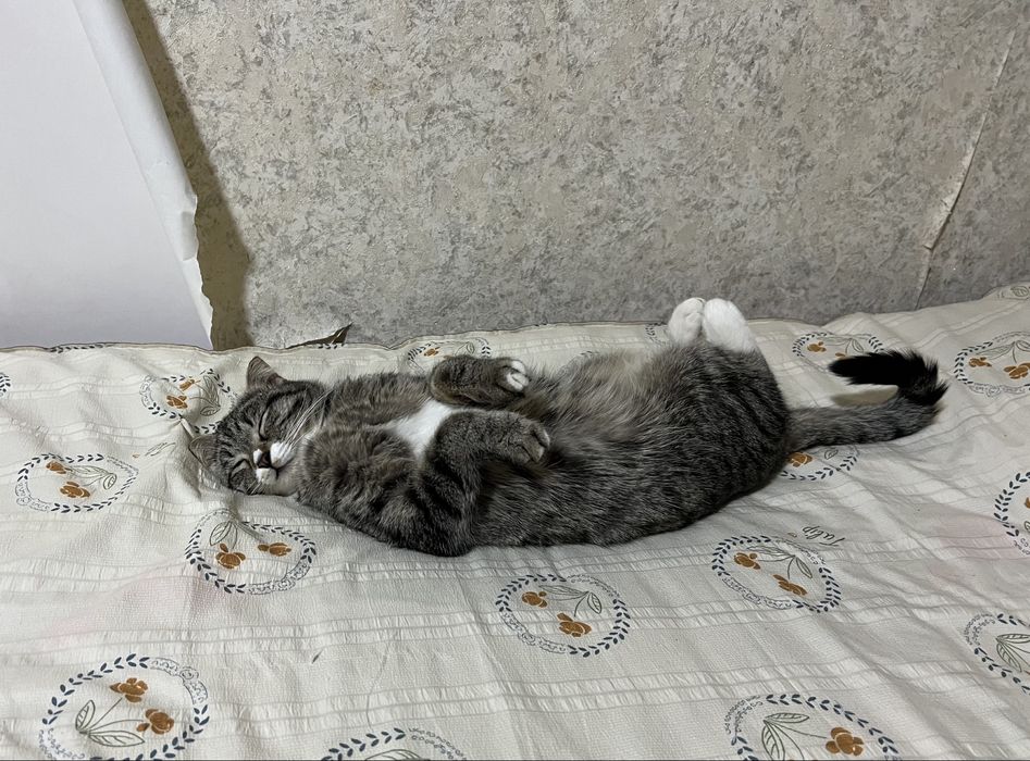 Отдам кошку в хорошие руки.