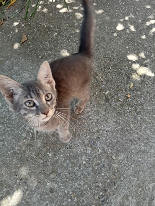 Adoptie pui pisica