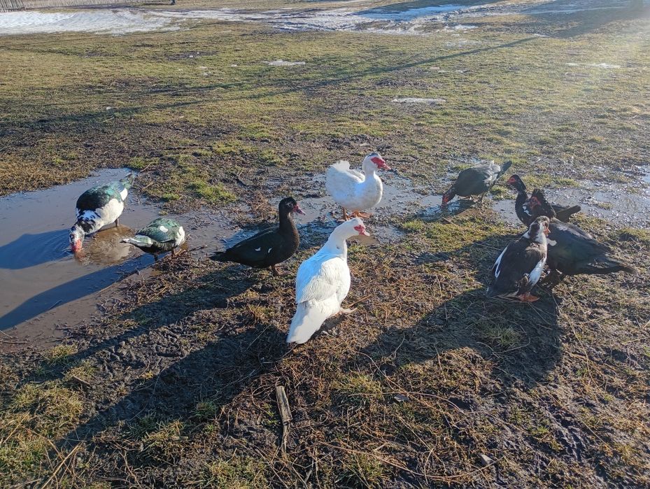 De vânzare 3 rățoi