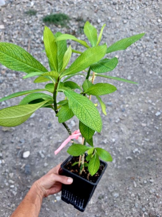Plante de interior sau de birou