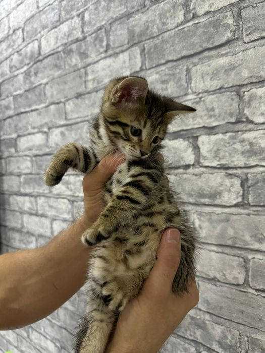 Бенгальский котёнок