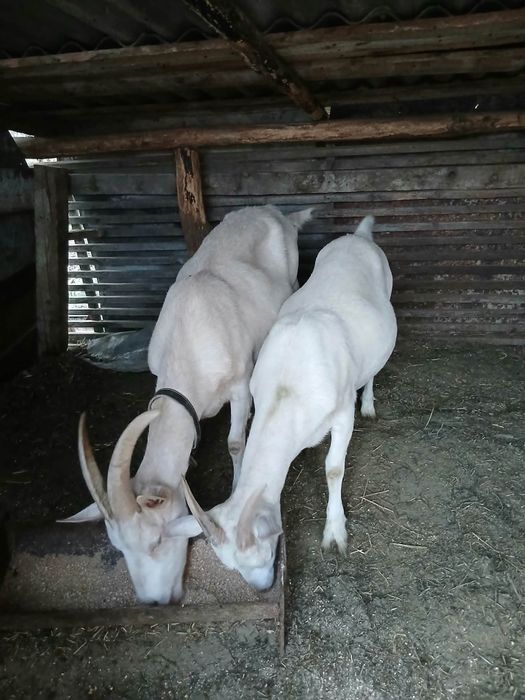 Vând capră și iediță  sannen