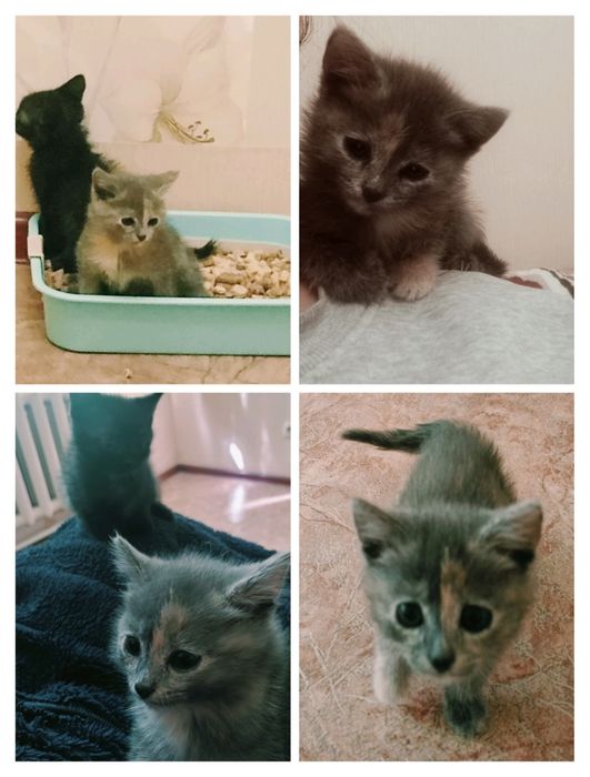 Котёнок девочка даром