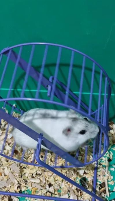 Vând hamsteri pitici
