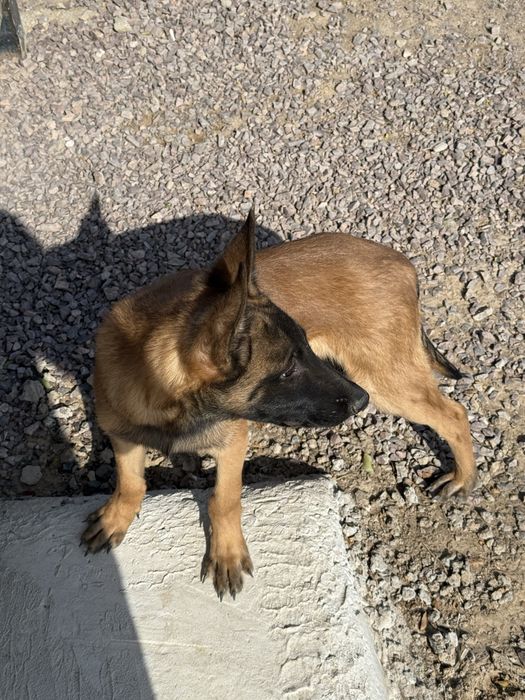 Бельгийский малинуа