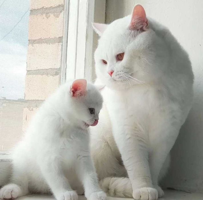 Британски късокосмести бели,сини момиче и момче-ОФИЦИАЛЕН РАЗВЪДНИК