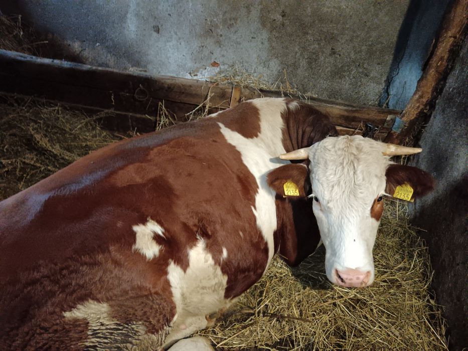 Junincă 500kg 3 ani Bălțată Românească