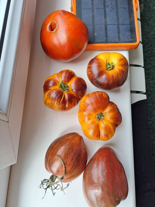 Коллекционные семена томатов