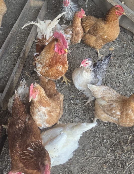 Продам яйца для инкубации