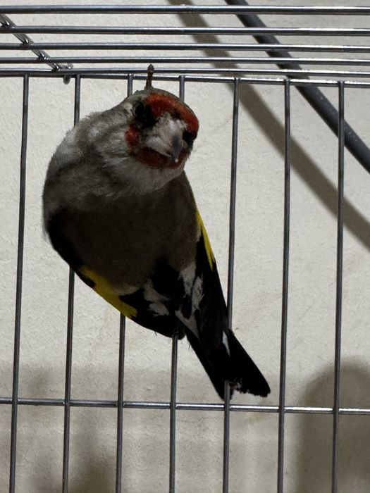 Sava sotiladi oʻzimizni qush