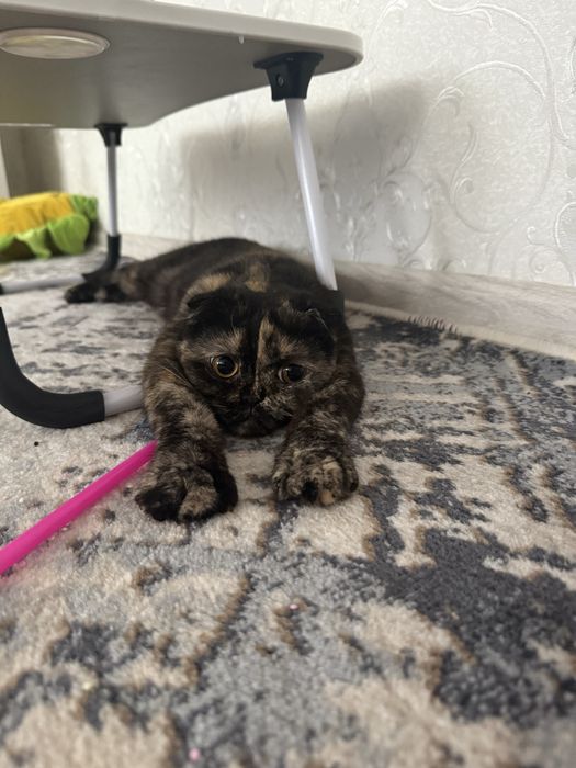 Вислоухие котята!!! БРИТАНЦЫ