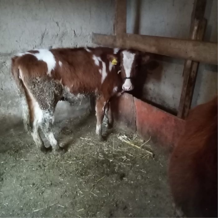 Таналар сатылады .