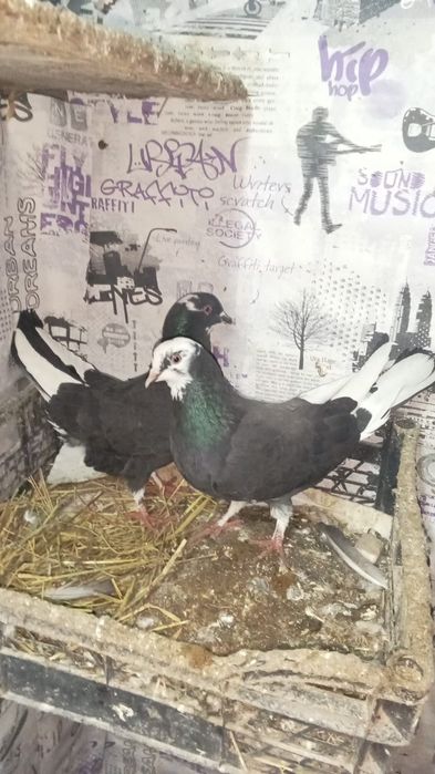 Срочно продам галубей