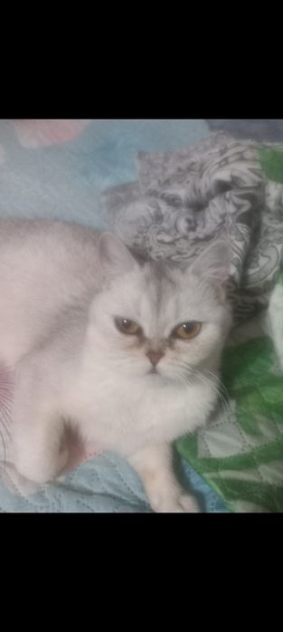 Серый шиншиллывый шатландец