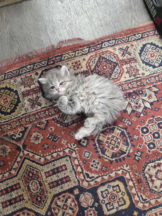 Котята ищят хозяина !