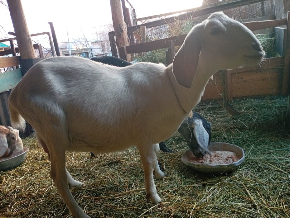 Продается англо -нубийская коза