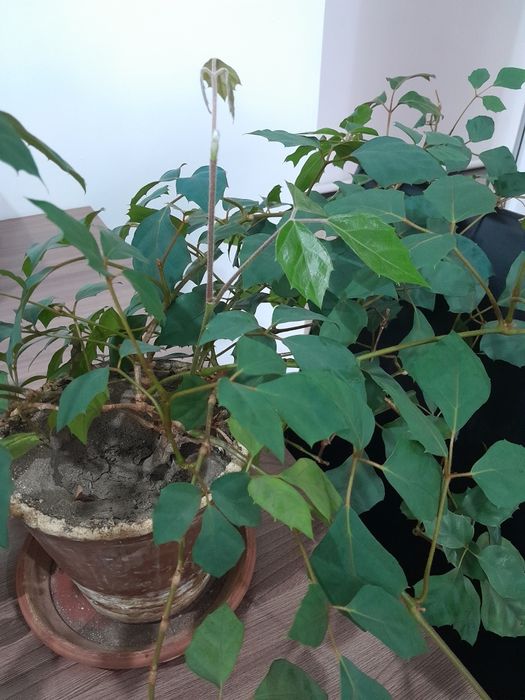 Роициссус комнатные цветы