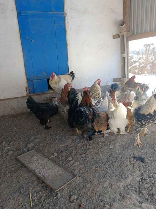 Продам петушков Брама