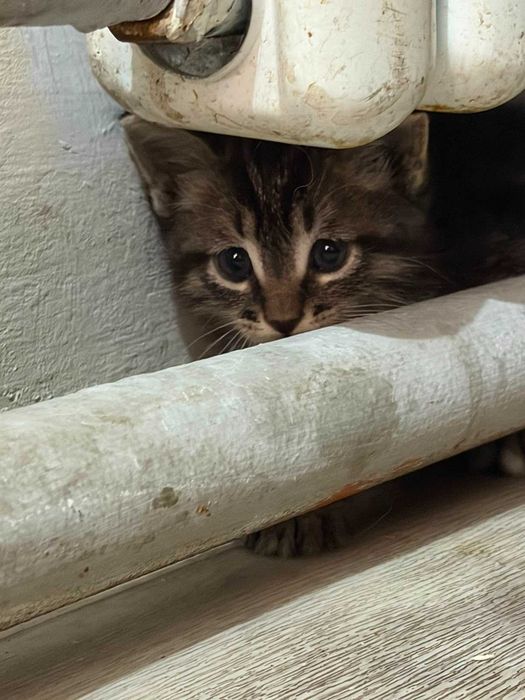 Котята 2 месячные