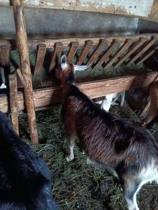 Capră metis de togenburg cu carpatina