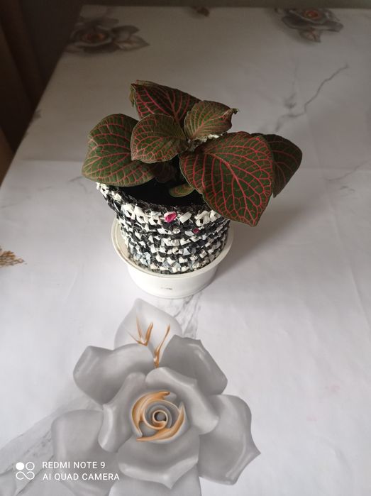 Цветы комнатные красивые.