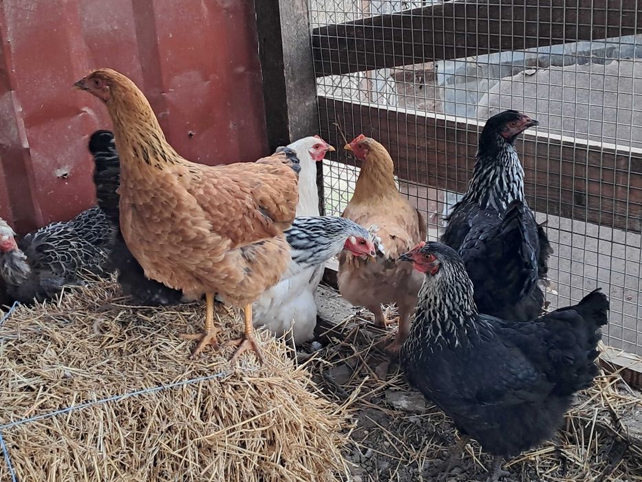 Puice de casă la începutul ouatului