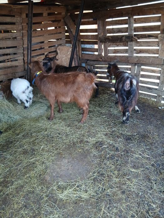 Capre tinere cu iezi