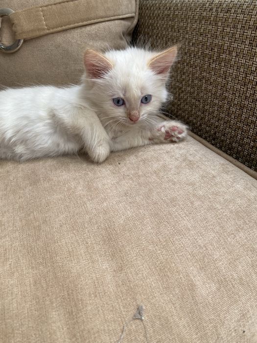 Отдам котят в добрые руки