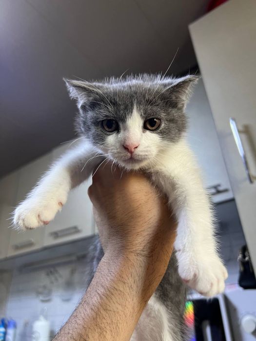 Домашни кошки британски