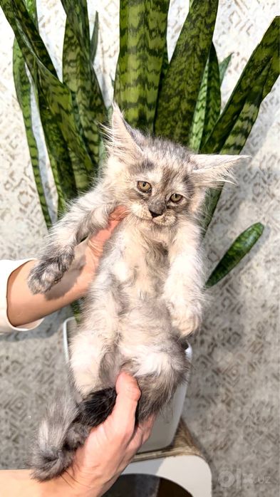 Клубные котята породы мейн кун