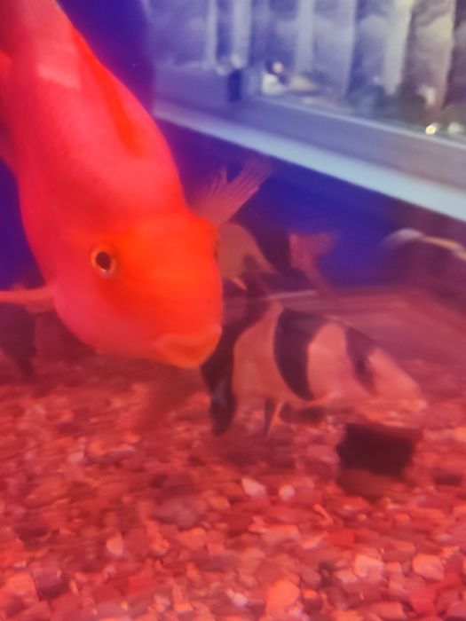 Продаю Крупных попугаев