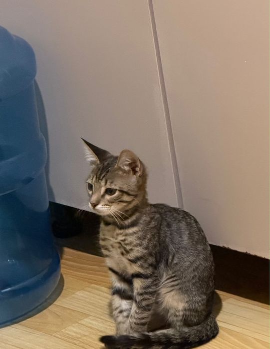 Отдам котенка 3 месяца в добрые руки
