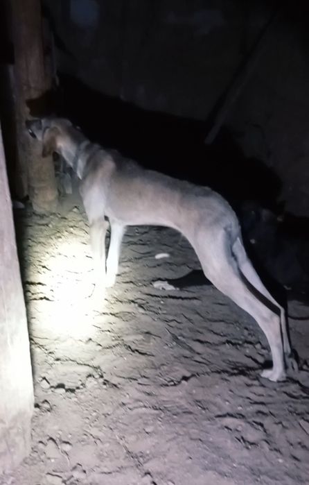 Тазы күшік 6 айлық еркек