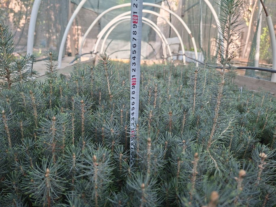 Голубая ель Кук арча