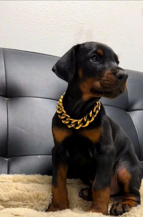 Pui doberman (dobermann)