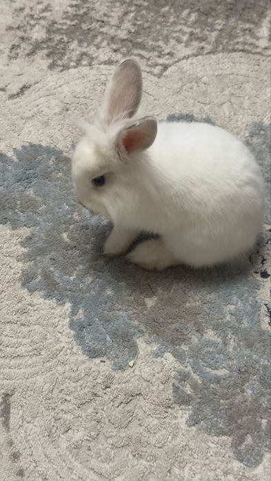 Продается кролик за 35к