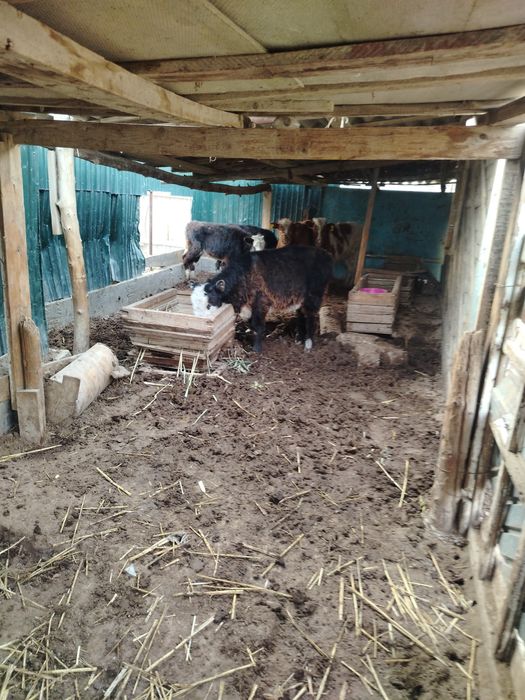 Еркек. Ұрғашы баспақ