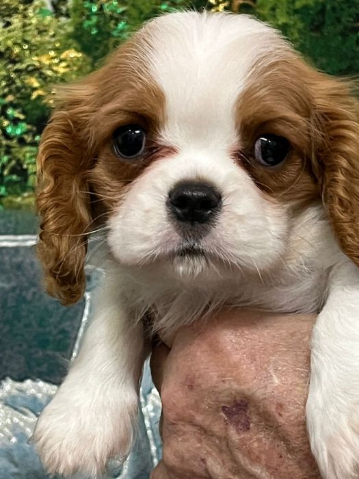 Очаровательные щенки кавалер кинг чарльз спаниель