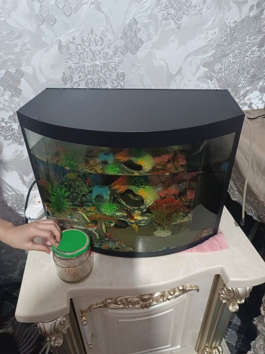 Akvarium baliqlari bilan