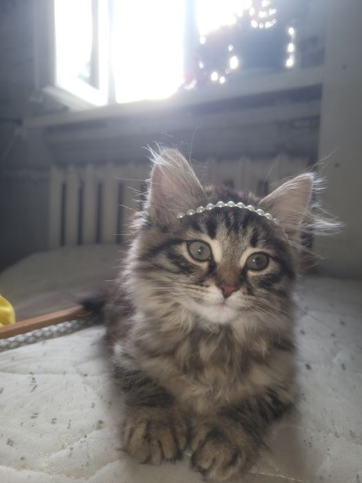 Продам котёнка девочка