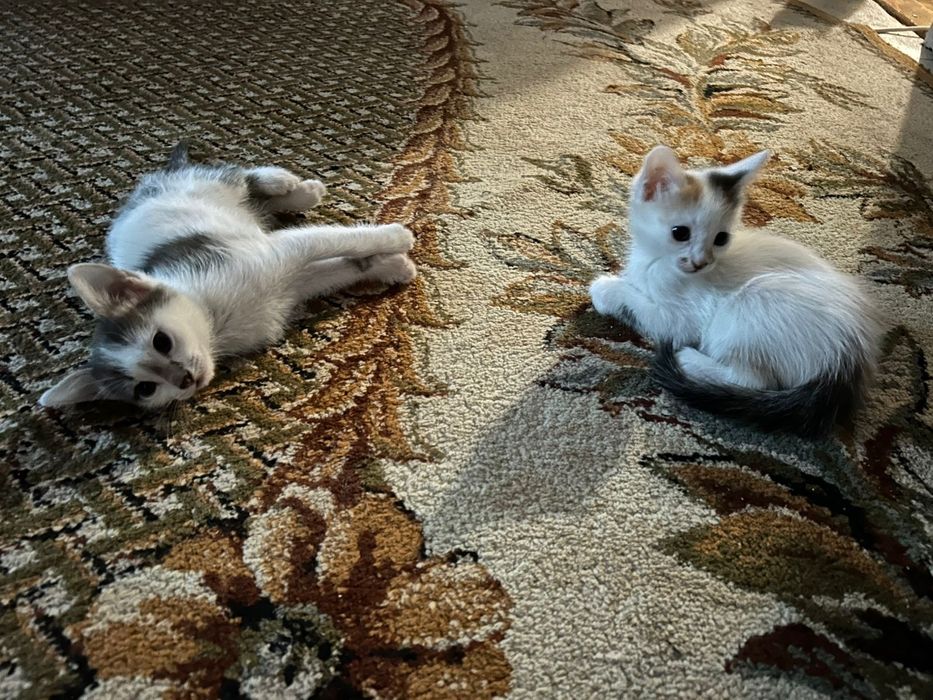 Отдам котят в добрые руки