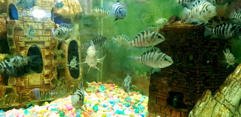 Чернополосая цихлазома