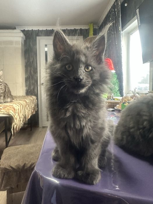 Котенок Мейнкун полидакт мальчик!