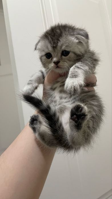 Котята шотландские парода