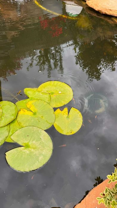 Donez Pesti Koi