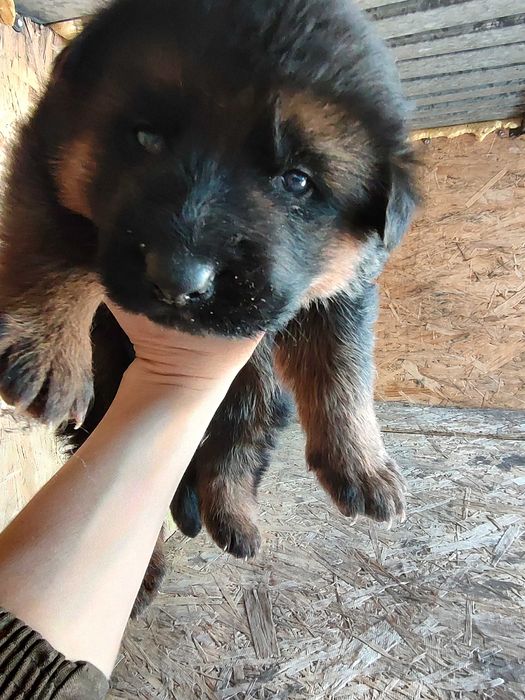 Щенки немецкой овчарки