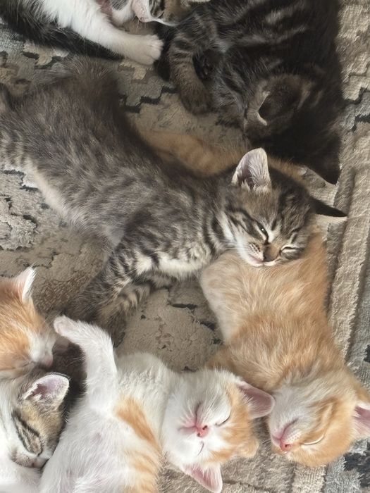 Продаю котят в добрые руки