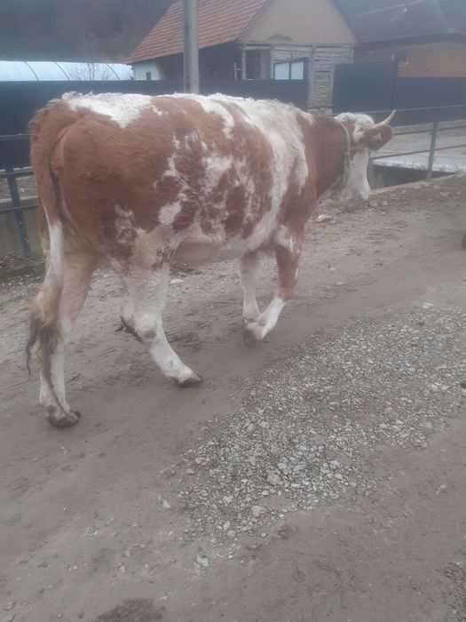 Vacă bălțata de 3 ani gestantă in luna a 7