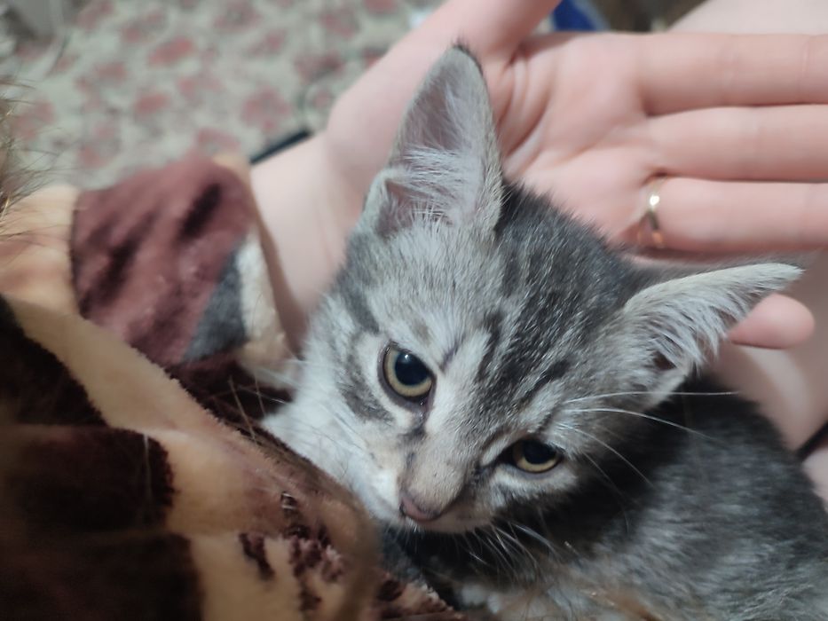 Отдадим котят в хорошие руки
